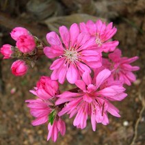 꽃복숭아나무 묘목 국화도 - 접목1년 뿌리묘 1개