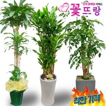 전국꽃배달2m화분 행운목 개업화분 축하화분 녹보수 황금죽 당일배송, A05 황금죽, 1, 0개