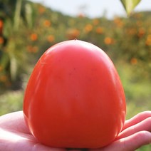 [청솔] 국내산 찰대봉 대봉감 10kg, 1, 5kg 대 ( 17과 전후)