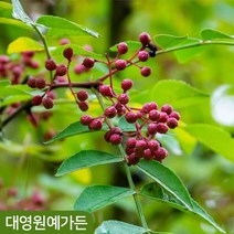 민초피 가시없는 초피나무 제피나무 열매, 민초피 접목1년 포트, 1개