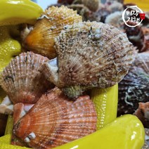 미각기행 통영 비단가리비 3kg, 1개