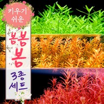 [미초 서비스증정] 초보자도 키우기 쉬운 수초 3종 세트 (총 17촉)+서비스증정 / 초보자 수초 / 수초 세트 / 구피 수초 / 치어 수초