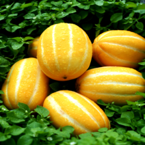 [당도보장] 아삭아삭 맛있는 성주 참외 2kg 3kg 4kg 5kg, 1-1. [정품 2kg] 소과, 1개