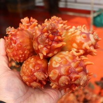 산지직송 통영 생물 깐멍게 활멍게, 통영 깐멍게 1kg