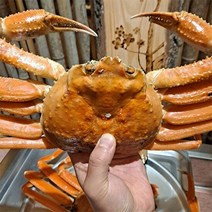 [자연맛남] 산지직송 영덕 준박달대게 3마리(중/9.5cm~9.7cm), 단품