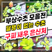 [수초스토어] 검역 부상수초 / 구피 새우 어항 쉬운 베타 수초 무이탄 수경식물 은신처 초보 피시티아 필란터스플루이탄스 아마존프로그비트 목련물배추 살비니아쿠쿠라타, 4. 생이가래 (5뿌리)