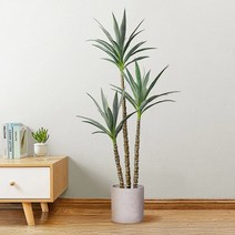 드라세나 마지나타 조화(A)(160cm)