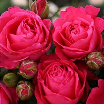 리서스원예 사계장미 유럽 독일 땅장미 체리레이디 장미 묘목