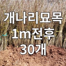 개나리 묘목 30개 1m전후 나무 꽃 봄꽃 철쭉마켓, 개나리묘목1m전후30개(무료배송)