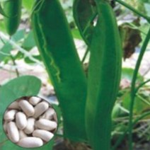 흰색 작두콩 키우기 콩 씨 씨앗 품종 작물 종자 5립 _ 2023895EA, 쿠팡 본상품선택