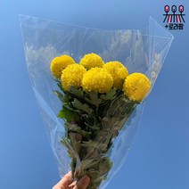 (로라네팜) 퐁퐁 국화 생화꽃다발 농장직송 (3color), 노랑