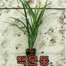 맥문동 50주 환단조경 나무 묘목 맥문동나무 조경수