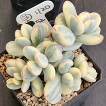 다육식물(방울복랑금) 120(20), 1개