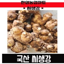 씨종자-국내산 서산 씨생강 촉틔운 싹틔운 생강 종자 1KG 국산