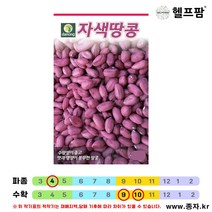 헬프팜 자색땅콩 20g 땅콩씨 씨앗 종자 다농