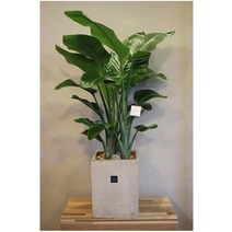 [극락조/준공식/공기정화식물]극락조