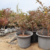 블루베리나무 묘목 7년생 재배 수확 유실수키우기, 스타