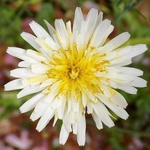 기타 바보사랑[마이플랜트]흰 민들레 야생화 씨앗 100립