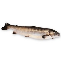 없음 생연어 연어한마리 6kg~7kg 연어회 연어스테이크 바다사나이, 1개, 생연어 한마리 (6.2kg내외 ±0.2)