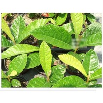 열매식물- 비파나무 갈색플라스틱화분 3개