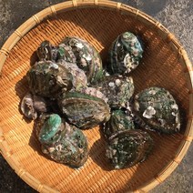 흠스수산 완도 활전복 1kg 전복 제철 캠핑 조개 모듬세트 해감 수산물 해산물 해물찜 키조개 대합, 1개, 중