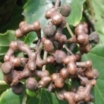 헛개열매건재 50g