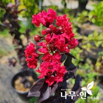 [나무인] 자엽배롱나무(붉은잎목백일홍), 1개