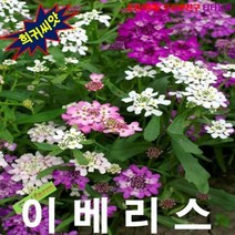 (희귀씨앗) 이베리스 움베라타 혼합색 15립, 상세페이지 참조