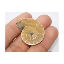 Generic 달팽이 희귀석 장식품 삼엽충 수석 암모나이트 화석