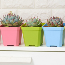 이색포트 컬러 일회용화분 모종 플라스틱 미니사각 대/소 다육 네잎클로버키우기화분 방에서키우기좋은식물 미니행운목 욕실화초 1P, 블루