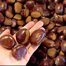 햇공주밤 1KG 칼집O 밤삶기 옥광밤 밤보관법 공주밤