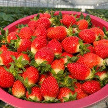 [산지직송] 경남 하동 딸기 생딸기 설향딸기 금실딸기 킹스베리 제철 과일 1kg, <a.1> 설향딸기 750g (20구)” class=”wr-img”></a></div></div></div></div><div class=
