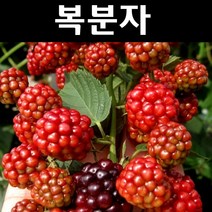 복분자 나무 묘목 삽목1년생 뿌리묘 5개/과실수/복분자딸기