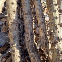 착한농장 엄나무즙 60팩100ml 진액 엑기스 차, 60팩90ml