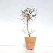 중형 소재 소사 나무 외목대 분재 화분 인테리어 반려 식물 키우기