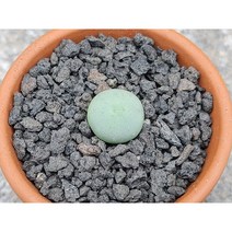 코노피튬/칼쿨러스 미니-2992 아프리카농장
