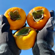 조준호 생산자의 창녕 단감 5kg / 10kg, 03. 단감 L