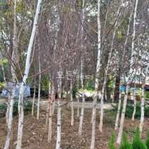 [모든원예조경] 자작나무 묘목 (백자작) 실생2년생 자작묘목 관상수 정원수 이국적인 인테리어식물