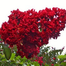 배롱나무 묘목 다이너마이트 - 삽목1년 포트 5개