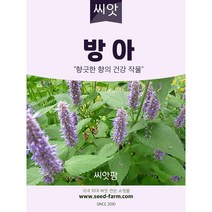 방아 씨앗 (1g)