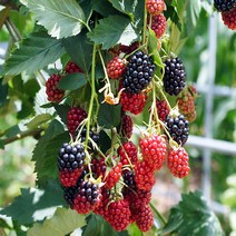 슈퍼블랙베리 나무 묘목 삽목2년 뿌리 특묘 5개