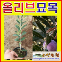 (D소망)올리브묘목 포트 4그루