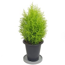 미스터허브 인테리어식물 금전수 극락조 몬스테라 율마 콩고 아레카야자 뱅갈고무나무 개업축하 집들이선물, 02_율마(대품)