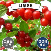 (나무85) 앵두나무 묘목 2종, 2. 점보앵두 접1