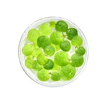 헬로아쿠아 모음)초보수초 200종모음전 쉬운수초 어항장식 열대어 어항꾸미기 수족관꾸미기, 99번) 후로그비트 종이컵표면위