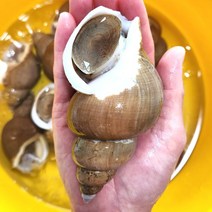통골뱅이 백골뱅이탕 바다 골뱅이 고봉 철 백골뱅이 생골뱅이 생물 활 백고동 1kg, 백고동 중1kg, 1개