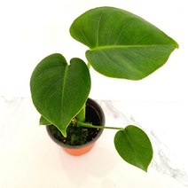 몬스테라(소) 인테리어식물 실내공기정화식물 공기청, 365바운스 본상품선택