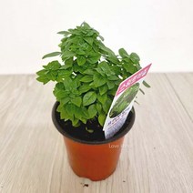 향이 좋은 스위트바질 키우기 쉬운 실내 공기청정 희귀 도매화원 식물