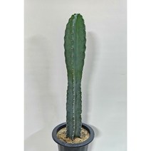 심풀한~귀면각 (대품), 1개