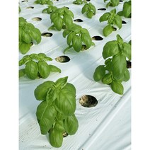 국내산 바질 1kg 스위트바질 Basil 허브 생잎 산지직송 식용허브 바질페스토 대용량 카페용